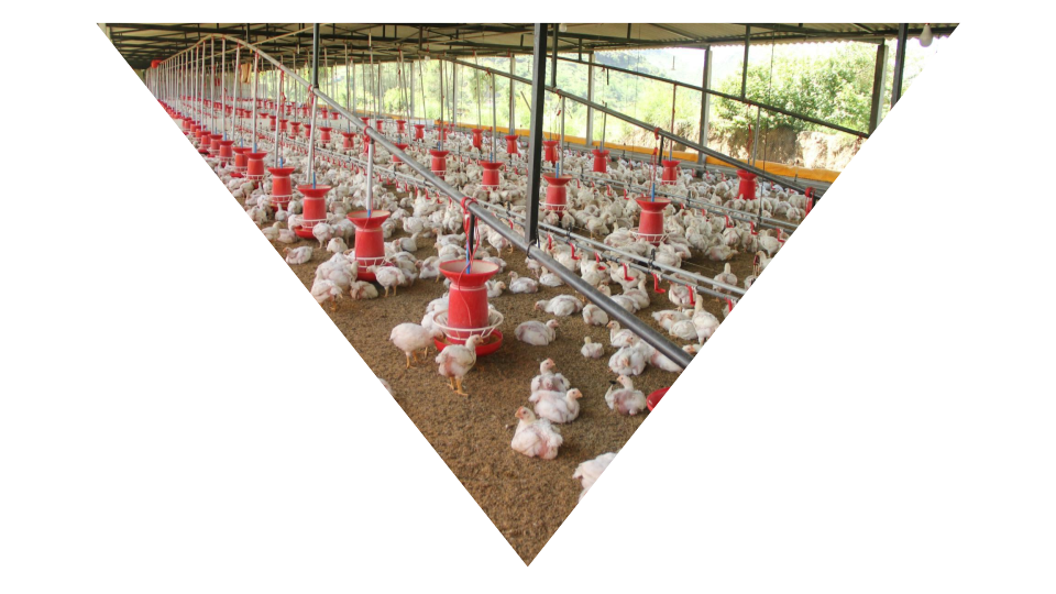 Chicken Farm Chicken Farm