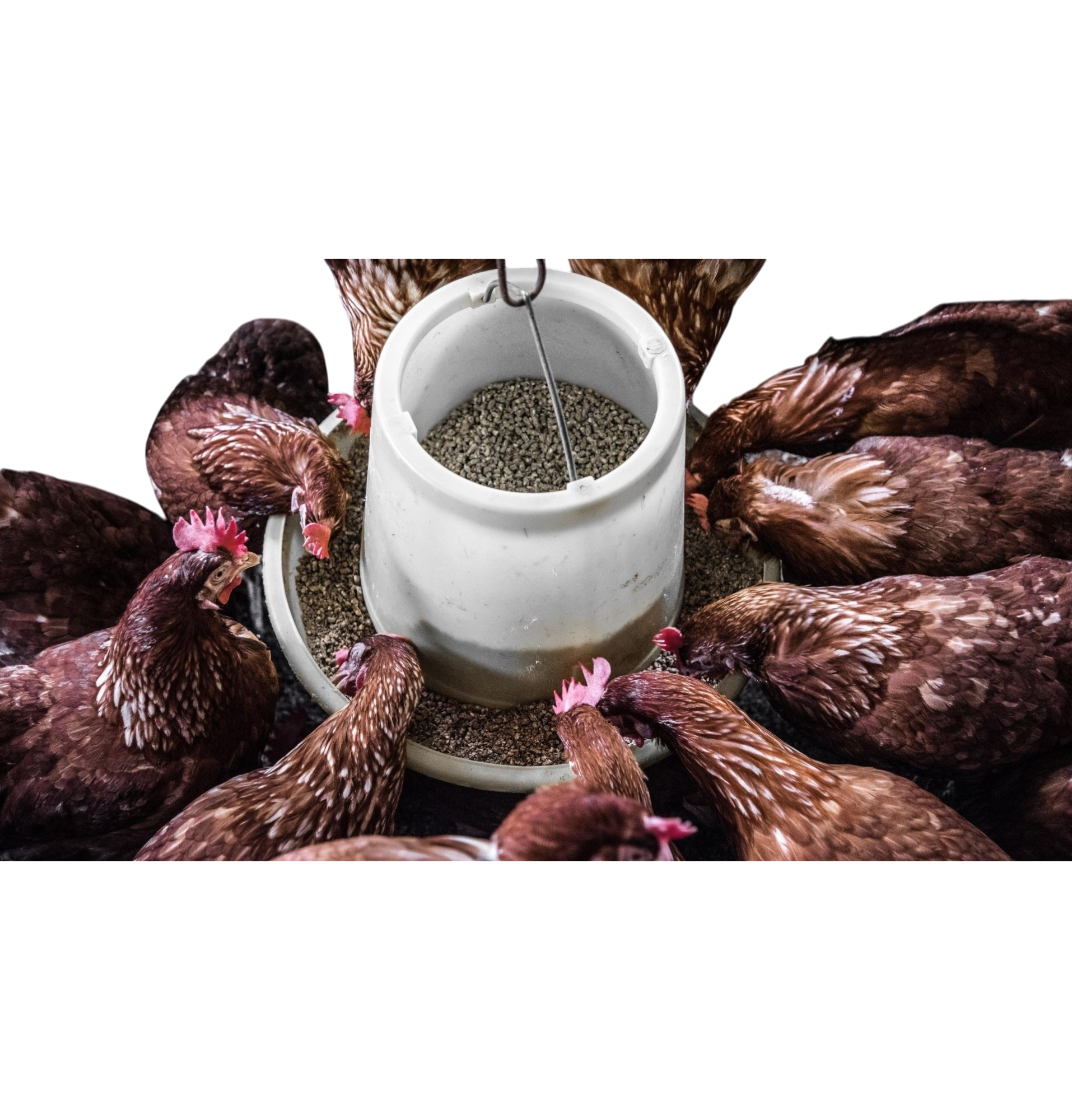 Chicken Feed