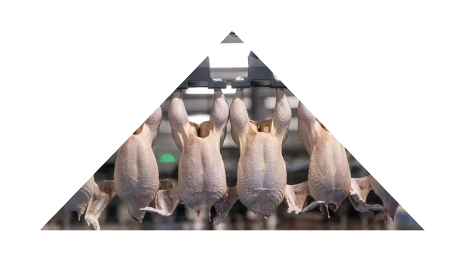 Chicken Slaughter House Chicken Slaughter House