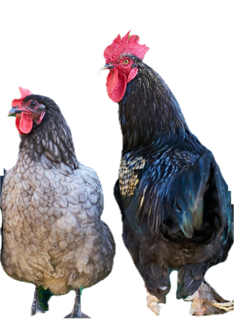 Chicken New Chicken New